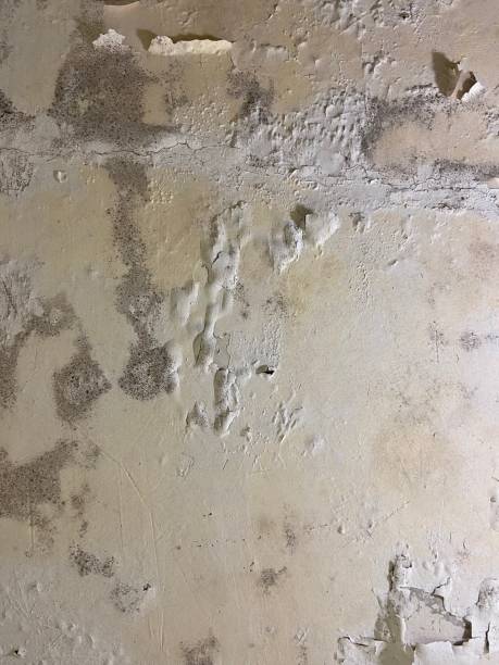 Best Mold Removal Process  in Eagle Lake, MN