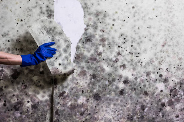 Mold Removal Process in Eagle Lake, MN